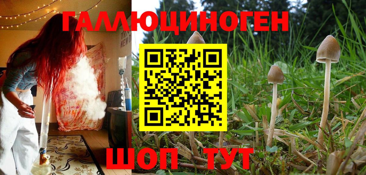 Шелехов  Галлюциногенные грибы мицелий  Вход с VPN  Галлюциногенные грибы Psilocybe 